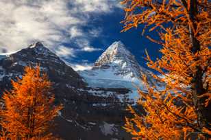 Larches and Mt. Assiniboine-1408